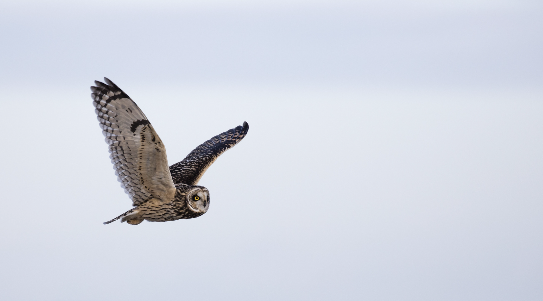 owl in flight